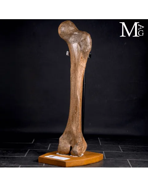 Femore Fossile di Mammuthus Primigenius – Pleistocene