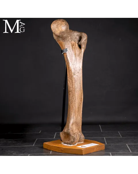 Femore Fossile di Mammuthus Primigenius – Pleistocene