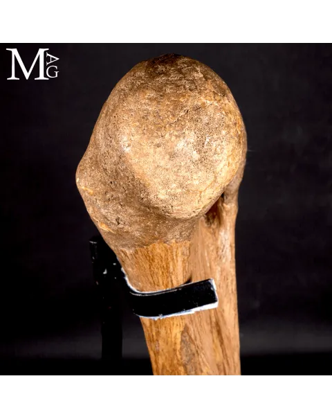 Femore Fossile di Mammuthus Primigenius – Pleistocene