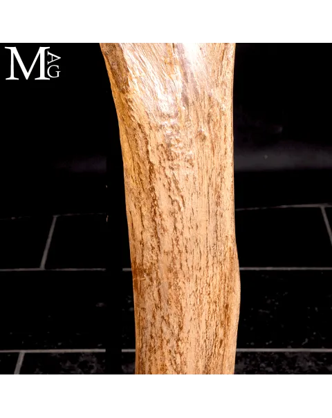 Femore Fossile di Mammuthus Primigenius – Pleistocene