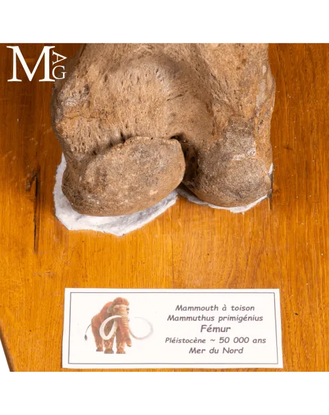 Femore Fossile di Mammuthus Primigenius – Pleistocene