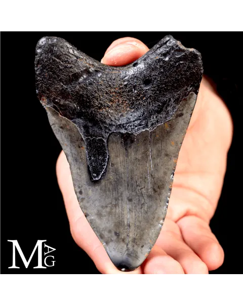 Dente fossile di Otodus Megalodon – North Carolina, USA