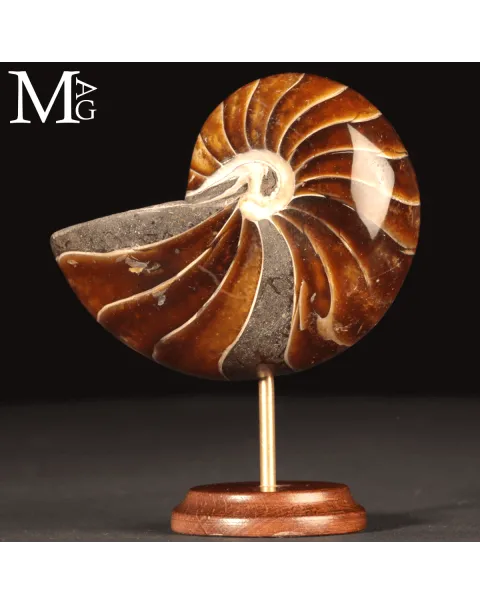Nautilus Fossile - Aragonite e Calcite