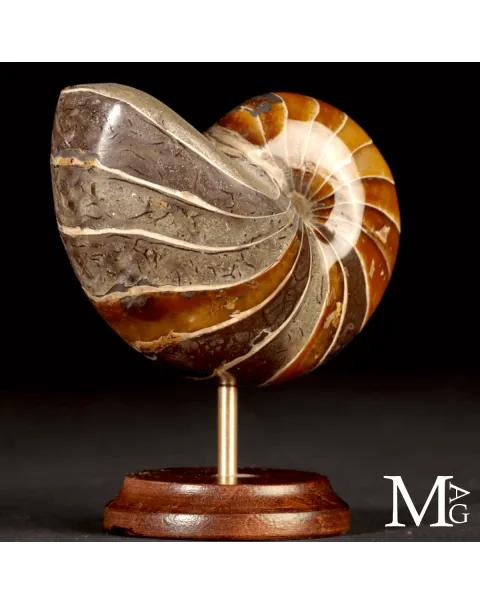 Nautilus Fossile del Madagascar.