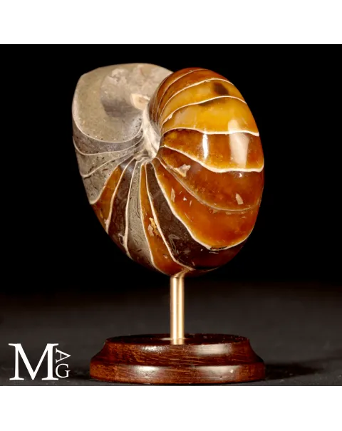Nautilus Fossile del Madagascar.