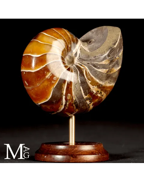 Nautilus Fossile del Madagascar.