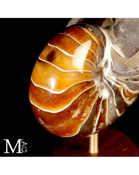 Nautilus Fossile del Madagascar.