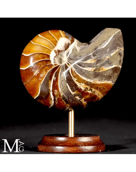 Nautilus Fossile del Madagascar.