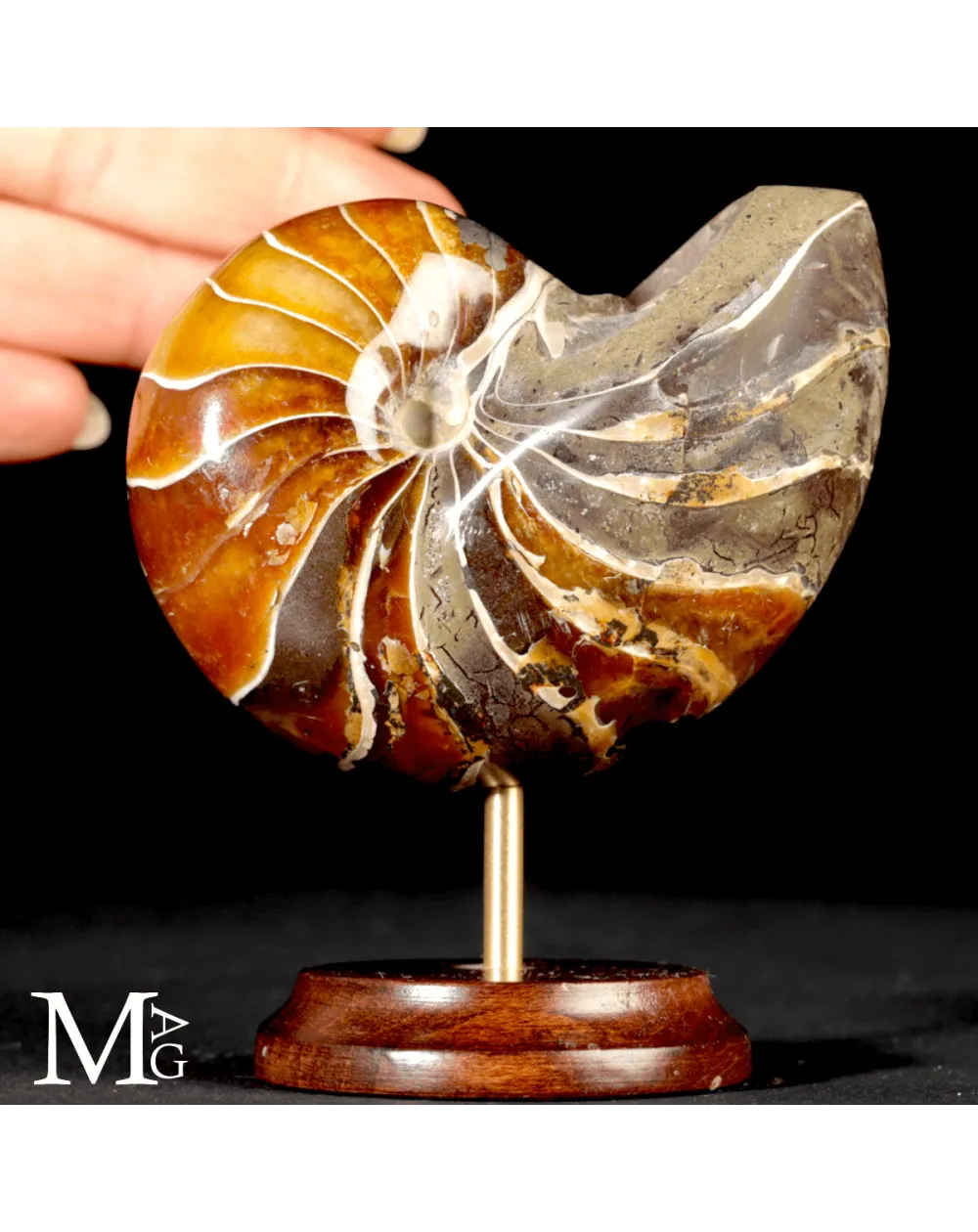 Nautilus Fossile del Madagascar.