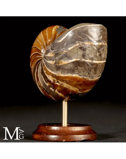 Nautilus Fossile del Madagascar.