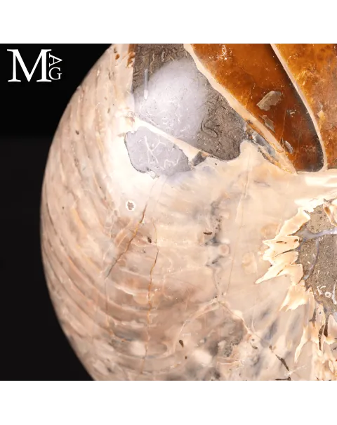 Grande Fossile di Nautiloide – Madagascar