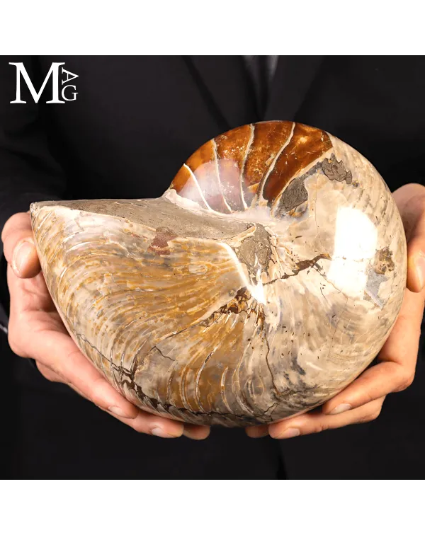 Grande Fossile di Nautiloide – Madagascar