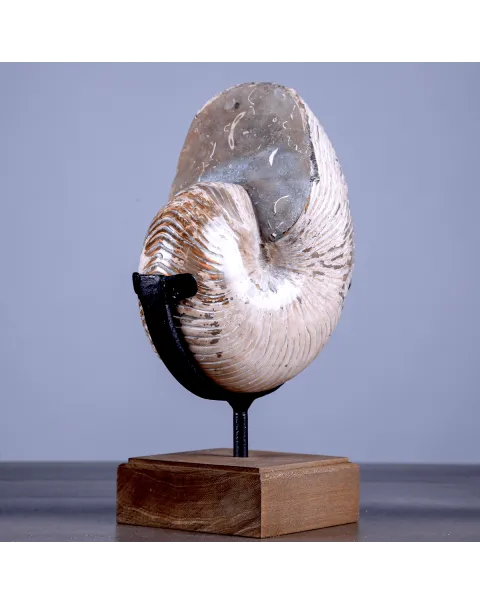 Nautilus Fossile Lucidato con Opalescenze Madreperlacee.