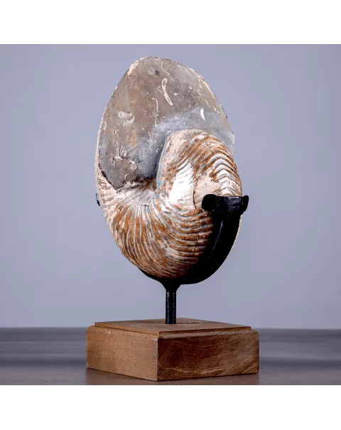 Nautilus Fossile Lucidato con Opalescenze Madreperlacee.