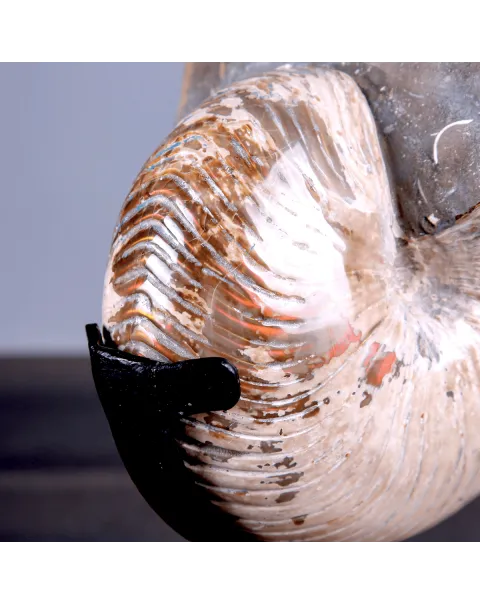 Nautilus Fossile Lucidato con Opalescenze Madreperlacee.