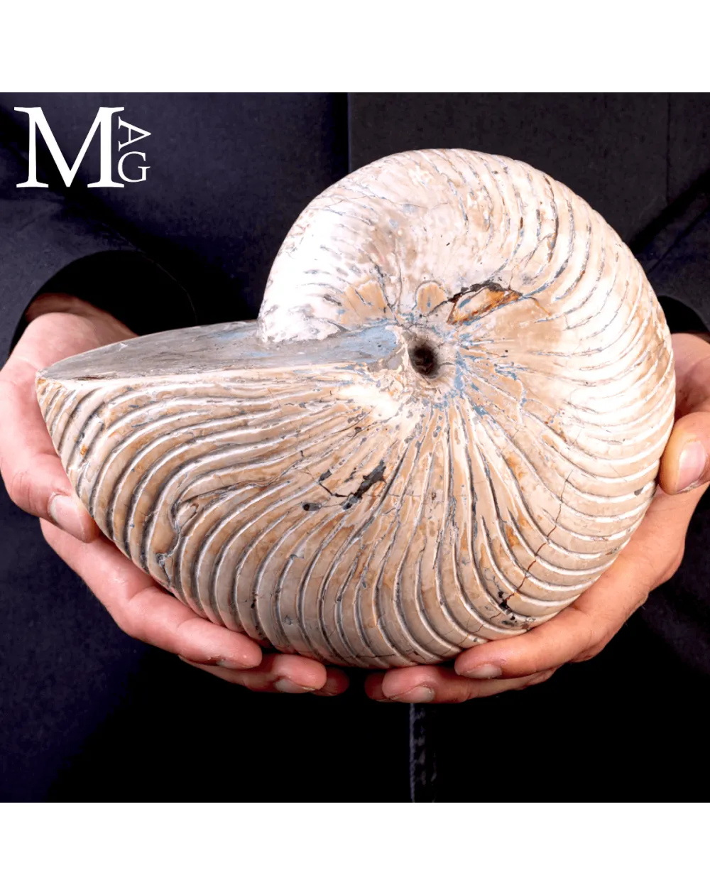 Fossile di Nautilus a Coste Radiali – Madagascar