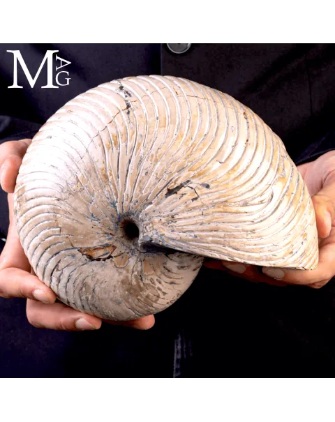Fossile di Nautilus a Coste Radiali – Madagascar