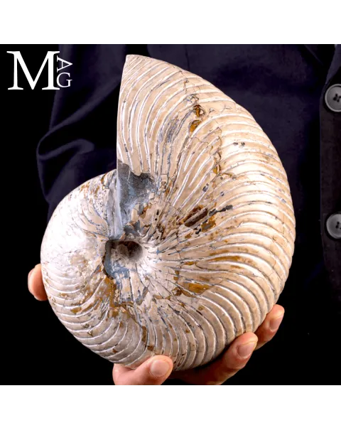 Fossile di Nautilus a Coste Radiali – Madagascar