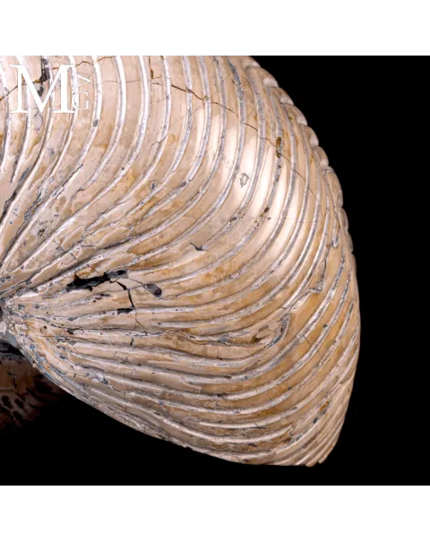 Fossile di Nautilus a Coste Radiali – Madagascar