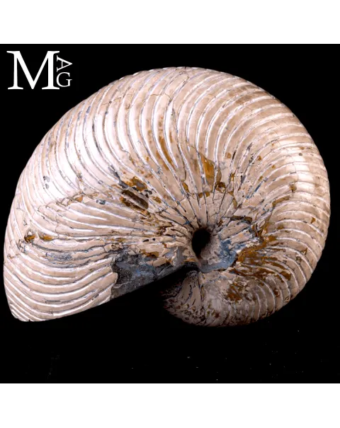 Fossile di Nautilus a Coste Radiali – Madagascar