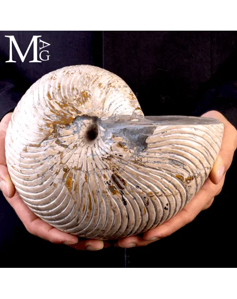 Fossile di Nautilus a Coste Radiali – Madagascar