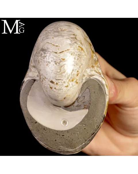 Nautilus Fossile levigato – Madagascar