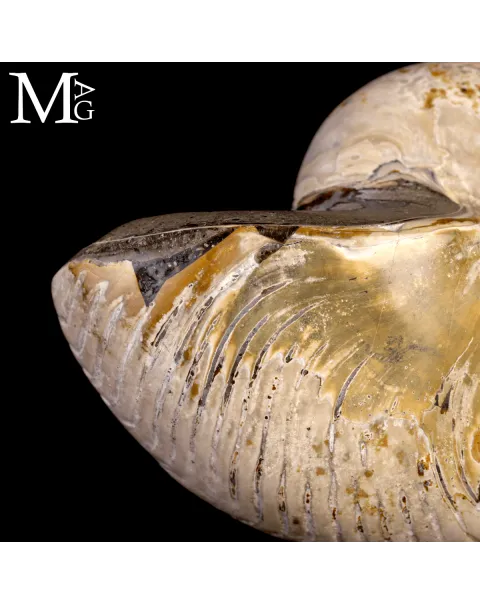 Nautilus Fossile levigato – Madagascar