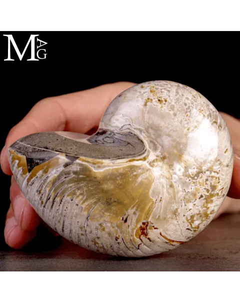 Nautilus Fossile levigato – Madagascar