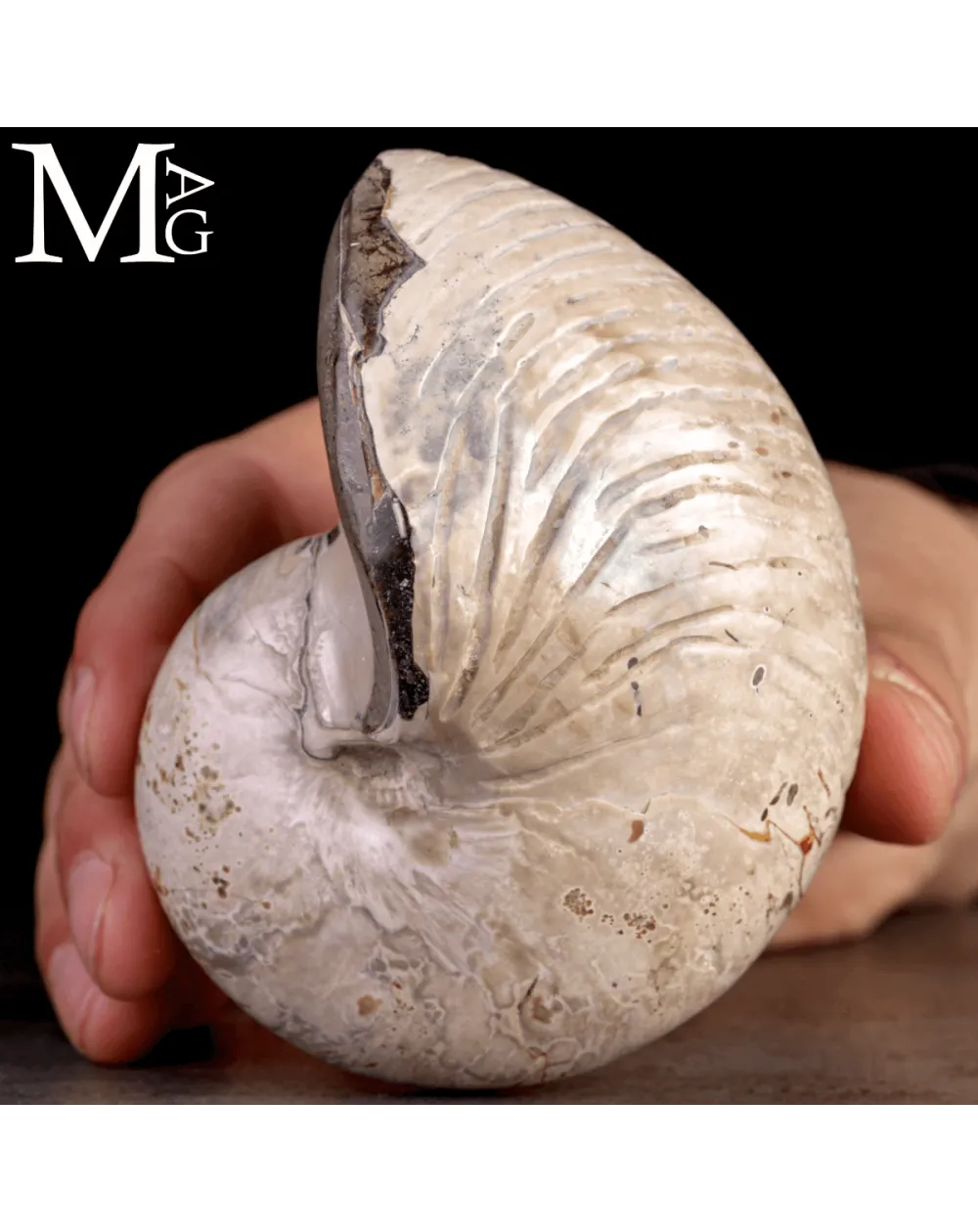 Nautilus Fossile levigato – Madagascar