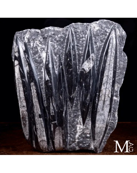Lastra Fossile di Orthoceras – Marocco