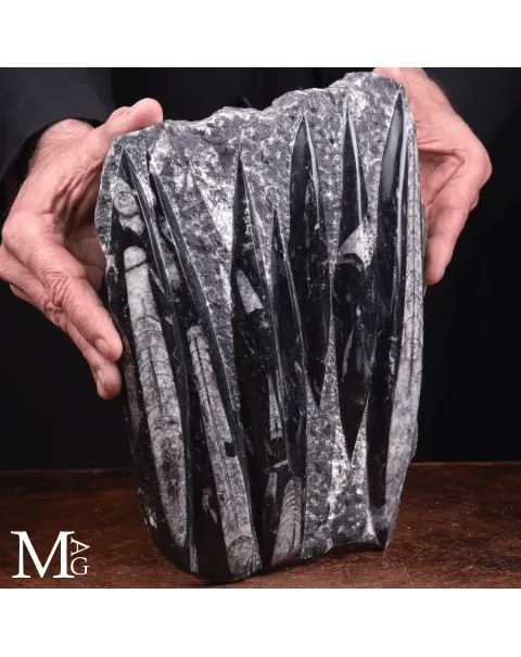 Lastra Fossile di Orthoceras – Marocco
