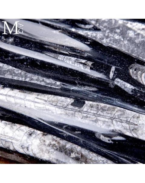 Lastra Fossile di Orthoceras – Marocco