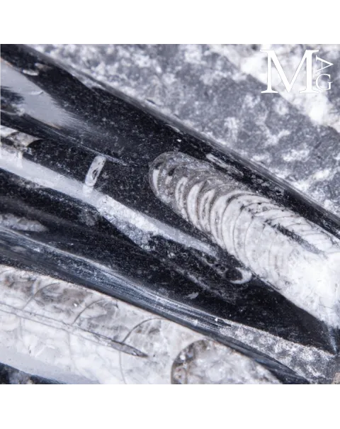 Lastra Fossile di Orthoceras – Marocco