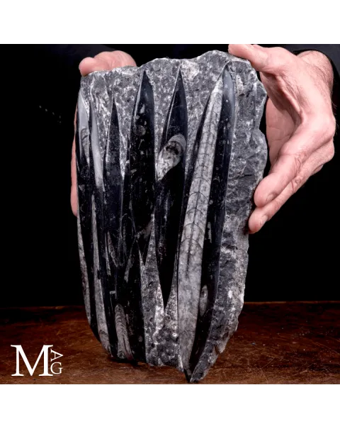 Lastra Fossile di Orthoceras – Marocco