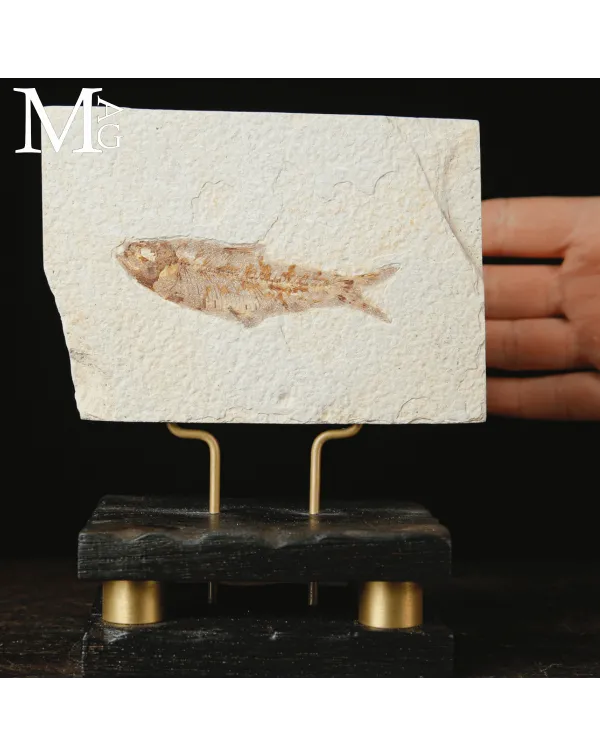 Eleganza Fossile dai Laghi di Green River - Knight...
