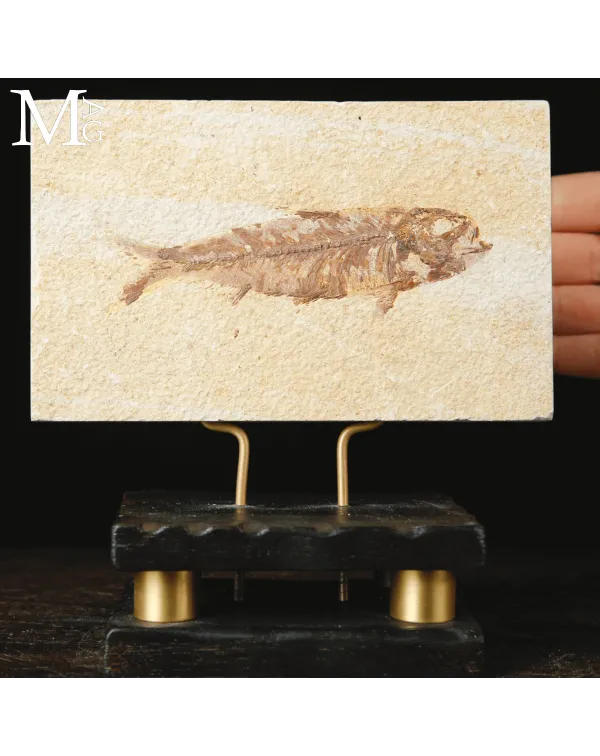 Un Pesce di Cinquanta Milioni di Anni – Knightia...