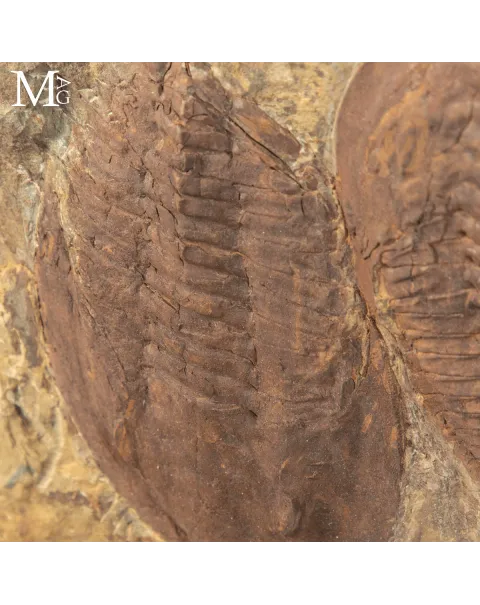 Il Silenzio dei Trilobiti - Un Istante del Cambriano Sospeso nel Tempo.