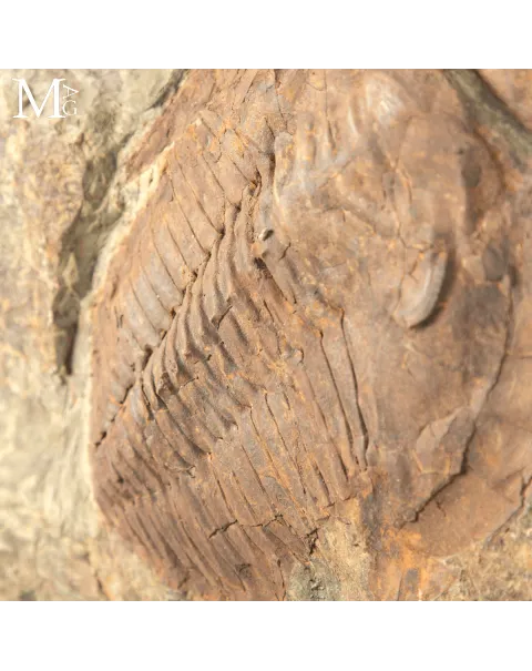 Il Silenzio dei Trilobiti - Un Istante del Cambriano Sospeso nel Tempo.