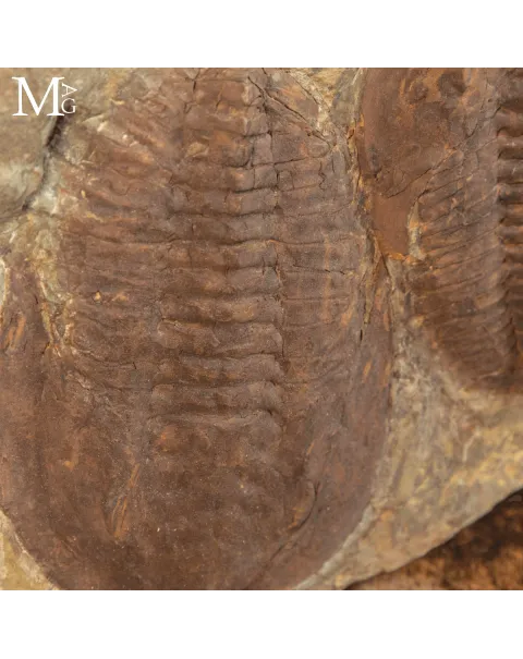 Il Silenzio dei Trilobiti - Un Istante del Cambriano Sospeso nel Tempo.