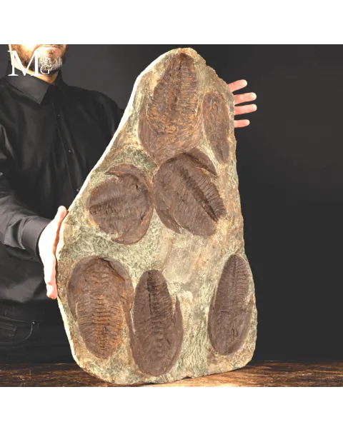 Il Silenzio dei Trilobiti - Un Istante del Cambriano Sospeso nel Tempo.