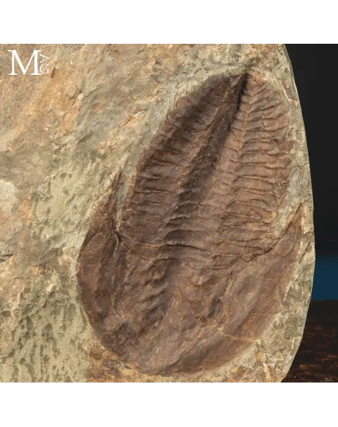 Il Silenzio dei Trilobiti - Un Istante del Cambriano Sospeso nel Tempo.