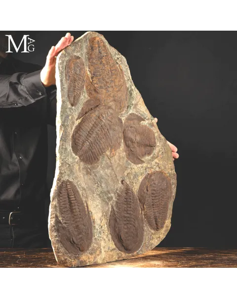 Il Silenzio dei Trilobiti - Un Istante del Cambriano Sospeso nel Tempo.