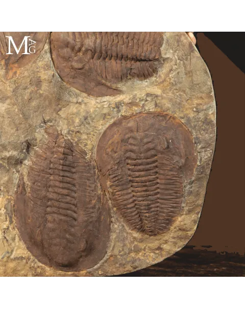 Il Silenzio dei Trilobiti - Un Istante del Cambriano Sospeso nel Tempo.