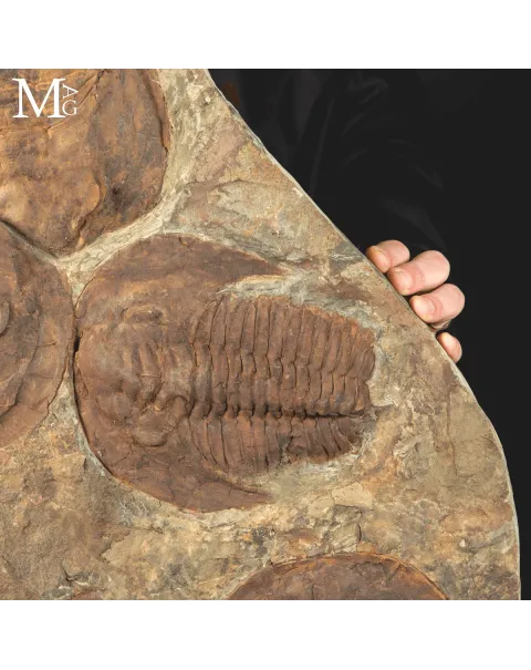 Il Silenzio dei Trilobiti - Un Istante del Cambriano Sospeso nel Tempo.