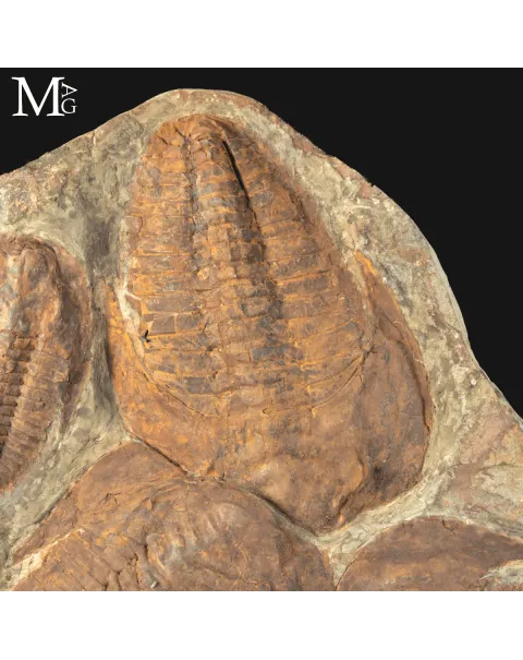 Il Silenzio dei Trilobiti - Un Istante del Cambriano Sospeso nel Tempo.