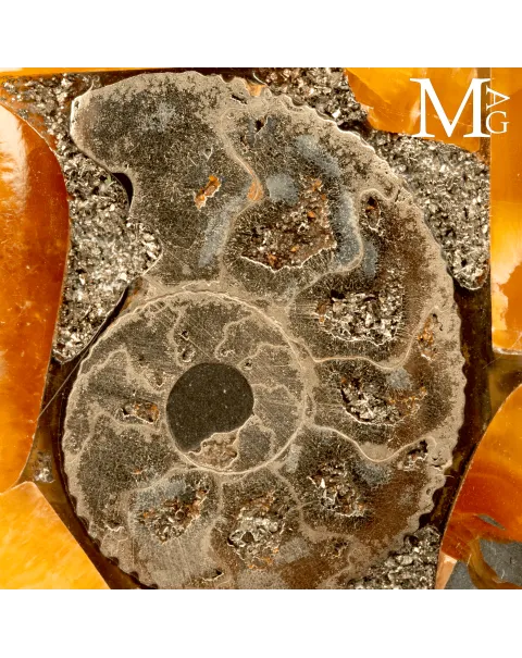 Ammonite Fossile - Il Respiro del Cretaceo