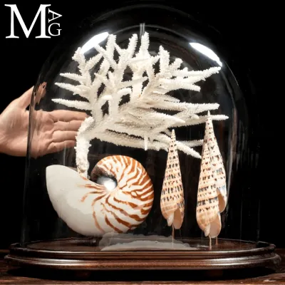 Campana di Vetro – Nautilus, Mitridae e Acropora
