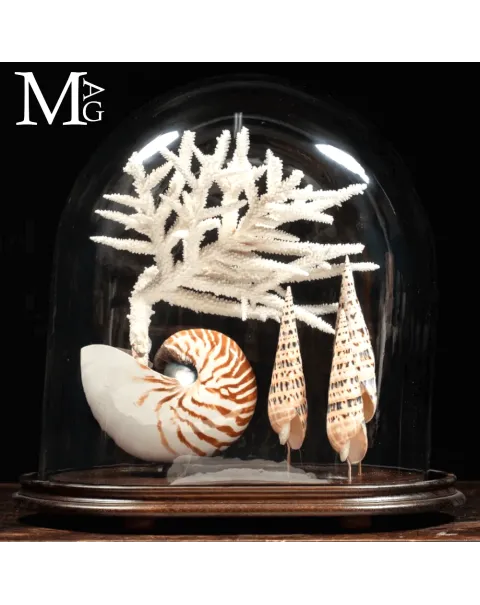 Campana di Vetro – Nautilus, Mitridae e Acropora