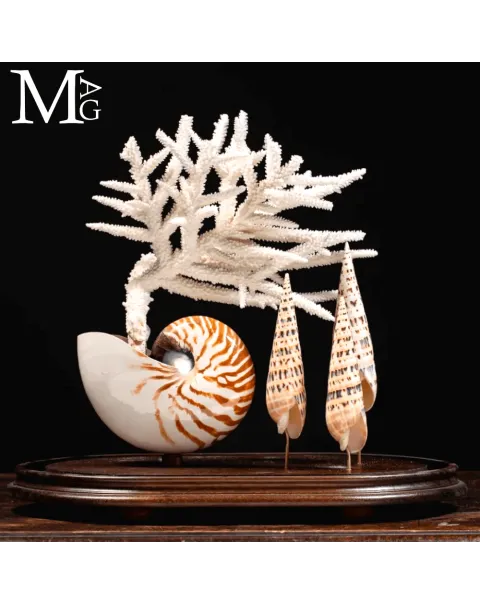 Campana di Vetro – Nautilus, Mitridae e Acropora