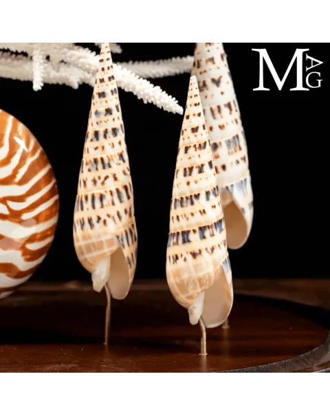 Campana di Vetro – Nautilus, Mitridae e Acropora